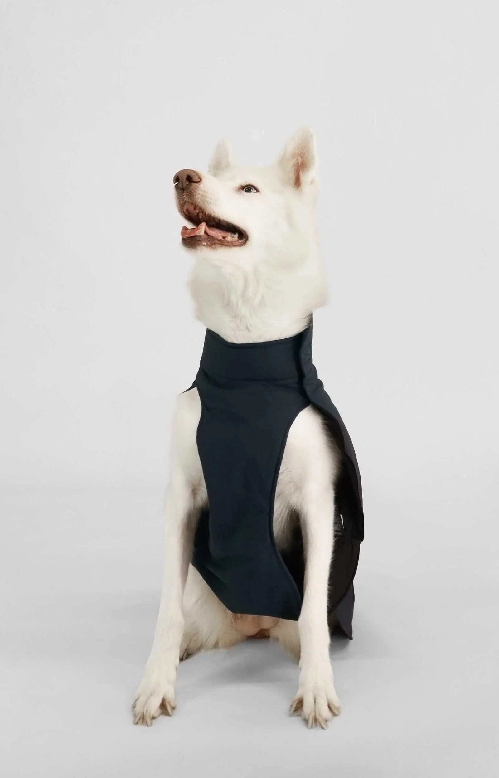 Buddie - Image 6